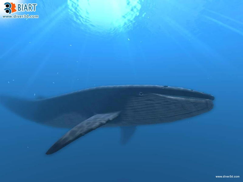 Diver: Deep Water Adventures - screenshot 151